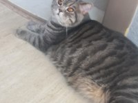 9 aylık erkek kedimiz