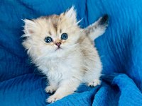 Şecereli Golden British Longhair Yavrular