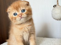 Scottish Fold 2 Aylık Erkek Yavru
