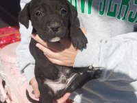 DEV CANE CORSO YAVRULARI