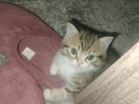 British shorthair kedimiz
