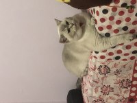 Dişi-Erkek Çift British Shorthair
