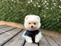 Yavru Pomeranian Boo Köpekler