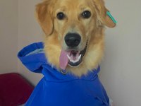 golden retriever bebek
