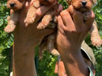 Maltipoo yavrular bir birinden güzel tatlı
