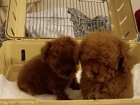 Kore tniy boy poodle bebekler