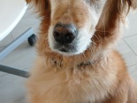 Tatlı bir golden retriever