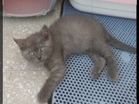 Güzel british shorthair yavrular