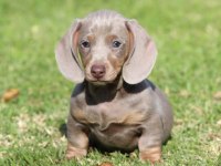 BİRÇOK SEÇENEK İLE DACHSHUND BEBEKLER
