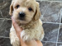 Minyatür orjinal maltipoo