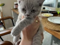 British Shorthair Yavrularımız Yeni Ailelerini Arıyor