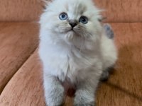 Scottish fold longhair lynx point kızım