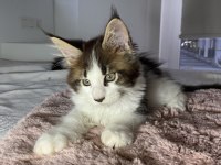 SAFKAN YURT DIŞI MAINE COON YAVRULARI