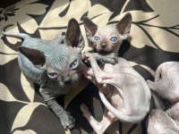 HAS KAN SPHYNX(SFENKS)