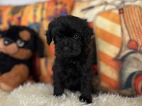 Maltipoo Bebiş