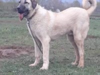 Kaliteli kangal yavrular Sivas merkez
