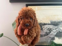 SAĞLIK VE IRK GARANTİLİ RED BROWN POODLE