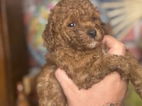 MİNİ BOY RED TOY POODLE KIZIMIZ