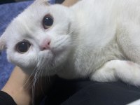 5 aylık kedim yeni sahibini arıyor scottish fold