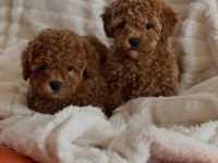 Sevimli Toy Poodle Yavrular | Mikroçip & Pasaport