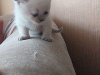 British Shorthair Yavrularım Yuvalarını Bekliyor