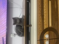 Sevimli dost british shorthair