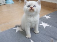 Boncuk Gözlü British Shorthair