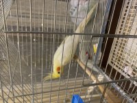 Sultan papağanı 3 aylık