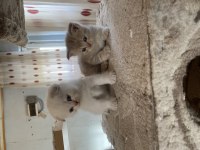 Dişi scottish fold boncuklar