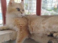 British shorthair ny11 dişi 1.5 yaşında kedimiz