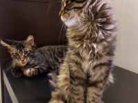 Full şecereli maine coon Ünvanlı ebeveynlerden
