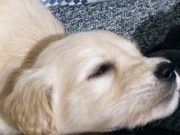 Çok akıllı 2 aylık dişi prenses golden retriever