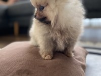 3 aylık minik pomeranian yavrumuz