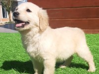 Golden Bebeklerimiz Aşıları Tam