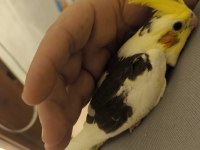 Sultan papağanı yavruları 2 aylık