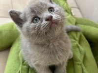 British Shorthair Kediler