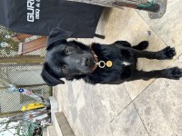 5 Aylık Labradoruma Yuva Arıyoruz