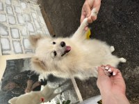6 aylık Pomeranian