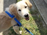 Sahiplendirme golden retriever