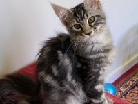 MCO dişi silver tabby