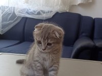 çok tatlı scottish fold kedileri