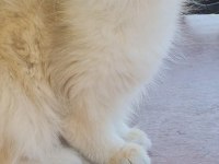 Uzun Tüylü Saf Kan British Longhair NY12 - Erkek