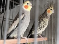 3 TK sultan yavru alınmış sultan kuşlar