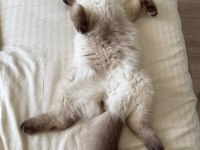 5 Aylik British Longhair Blue Point