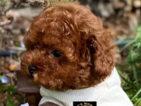 Pet’s World güvencesiyle toy poodle yavrularımız