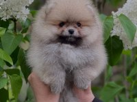 POMERANİAN BOO YAVRULARI 