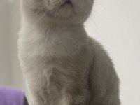 Blue point british shorthair