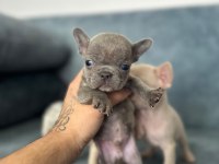 SHOW KALİTE FRENCH BULLDOG BEBEKLER