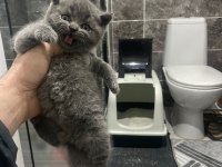 Koca Kafalı Sevimli British Shorthair Yavruları