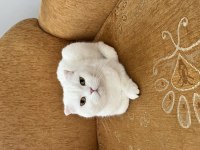 Sakin uyumlu scottish fold